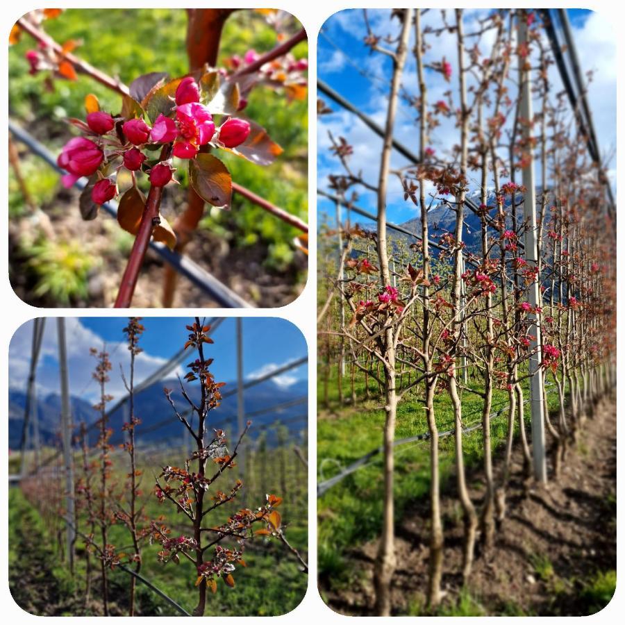 Langstein Bio Urlaub & Genuss Villa โกลดราโน ภายนอก รูปภาพ